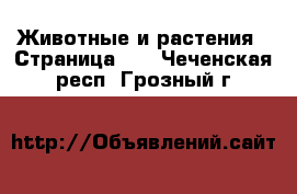  Животные и растения - Страница 12 . Чеченская респ.,Грозный г.